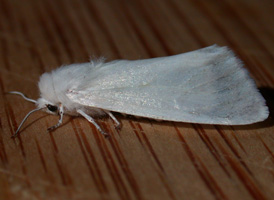 Fall Webworm